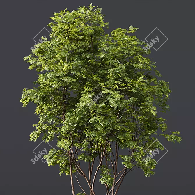 HQ Ash Maple Tree Models 3D model image 2