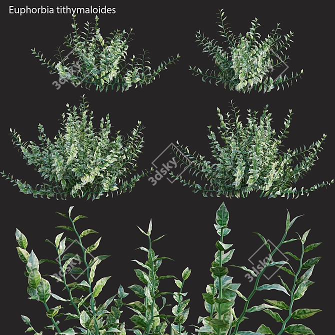 3D Euphorbia Plant Models Set 3D model image 1