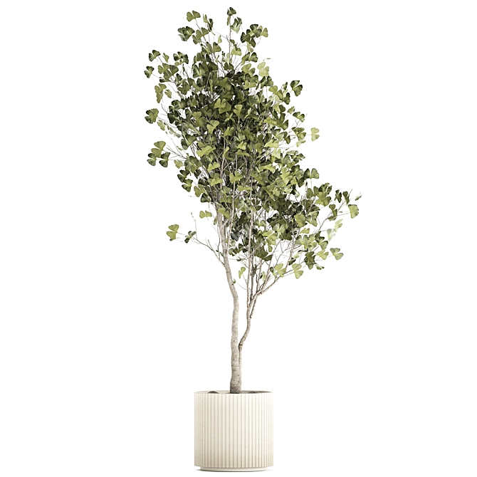 Ginkgo Biloba Decor Tree in Concrete Pot 3D model image 2