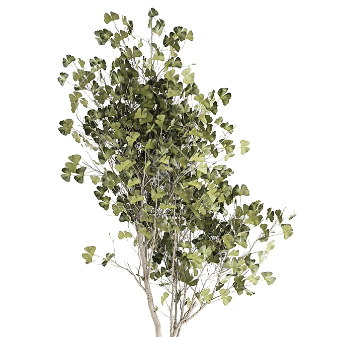 Ginkgo Biloba Decor Tree in Concrete Pot 3D model image 3