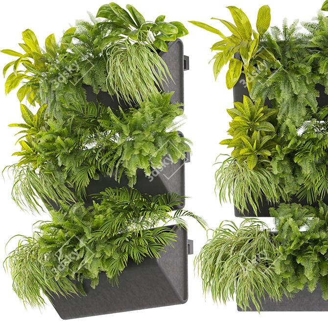 Ampelous Fern Hanging Banana Plant 3D model image 1
