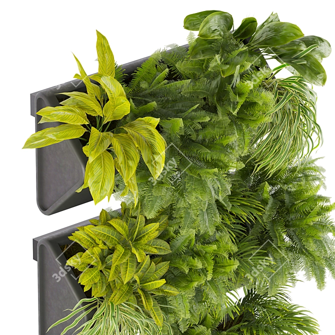 Ampelous Fern Hanging Banana Plant 3D model image 3