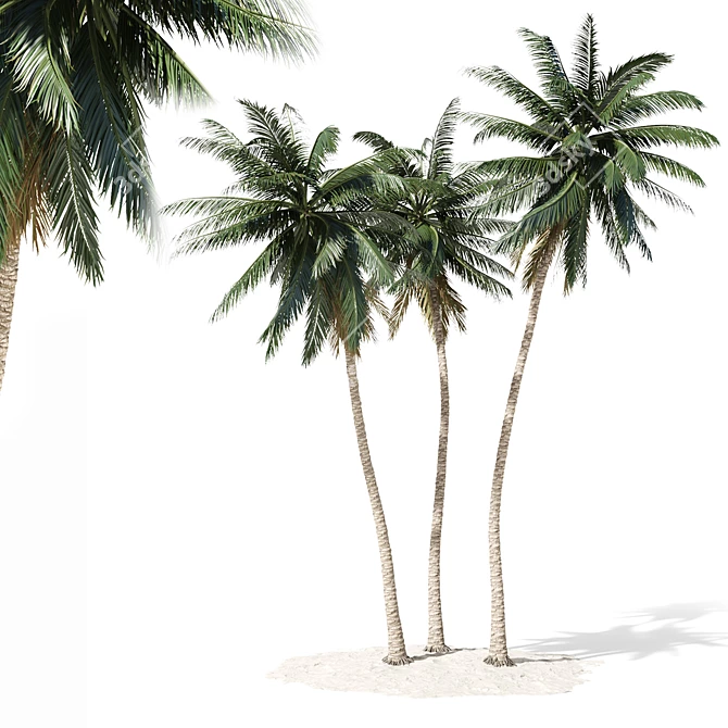 Tropical Palm Tree 3D Model 3D model image 1