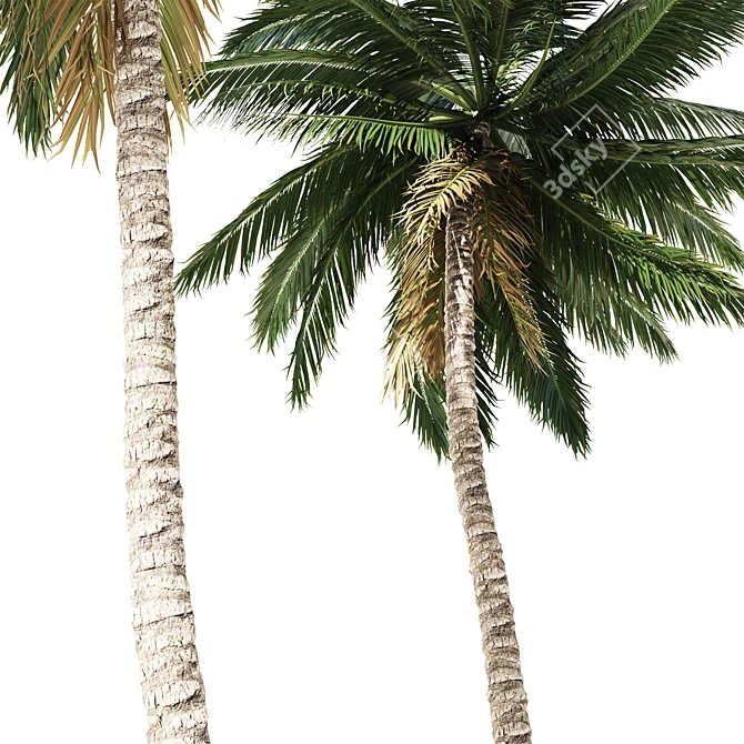 Tropical Palm Tree 3D Model 3D model image 2