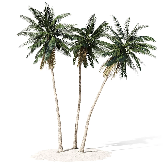 Tropical Palm Tree 3D Model 3D model image 3