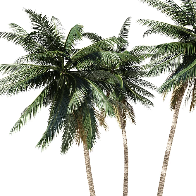 Tropical Palm Tree 3D Model 3D model image 4