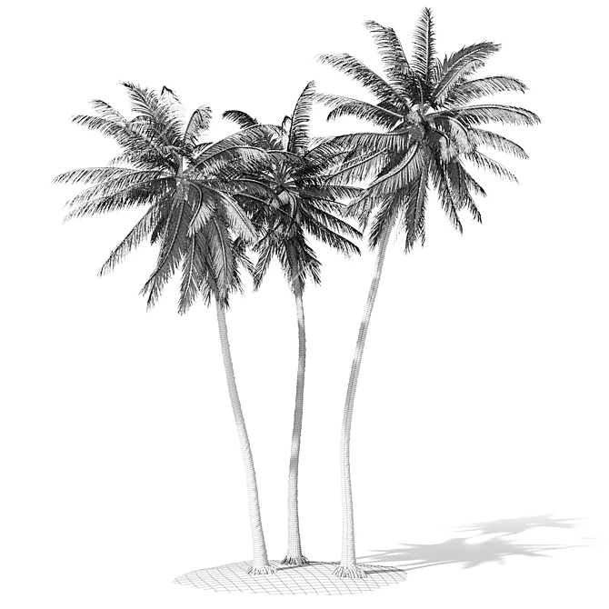 Tropical Palm Tree 3D Model 3D model image 6