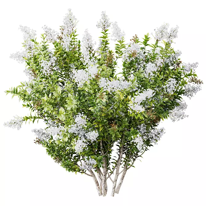 White Flowering Myrtle Tree Models 3D model image 2