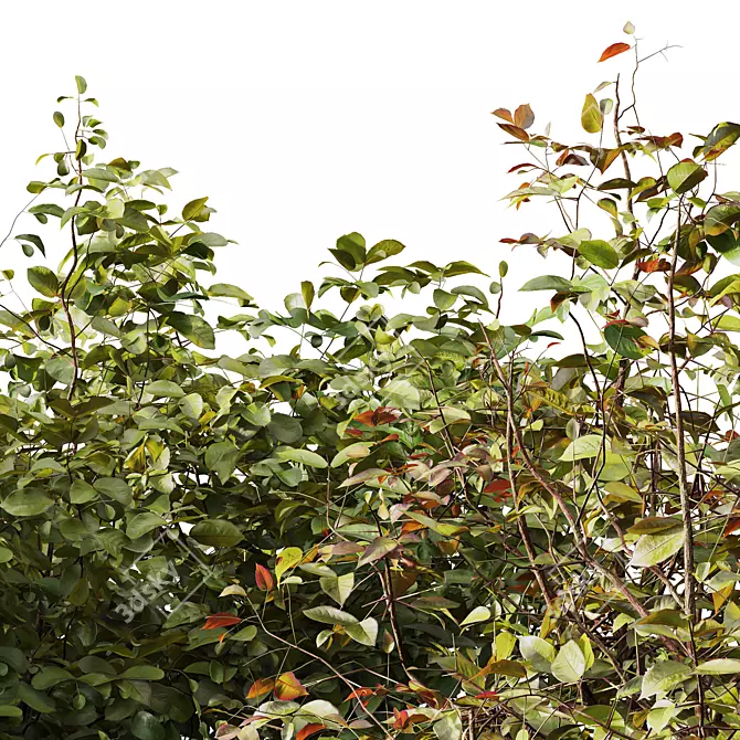 Colorful Winter Dogwood Plant 3D model image 2