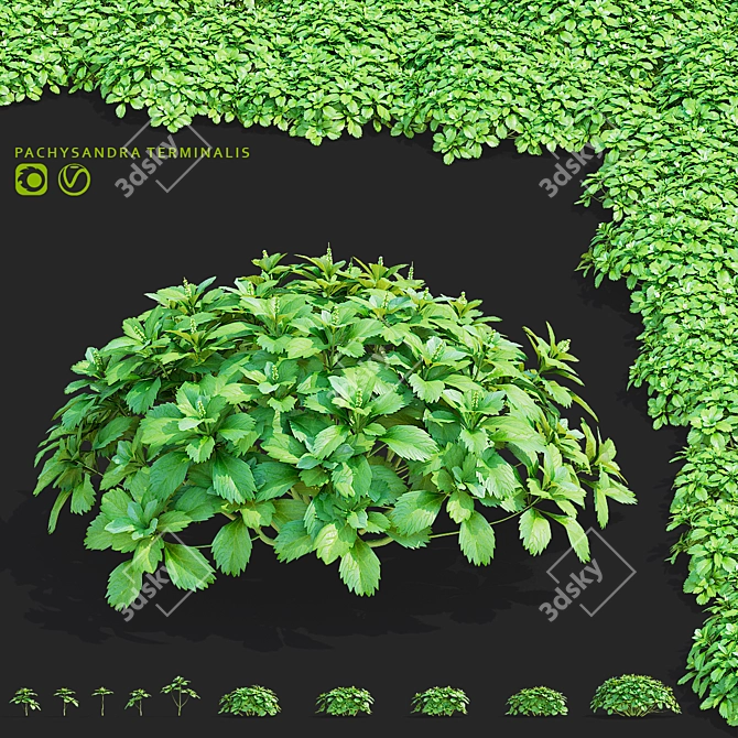 Pachysandra Terminalis 3D Model Kit 3D model image 1