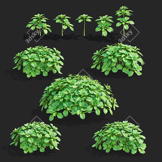 Pachysandra Terminalis 3D Model Kit 3D model image 2