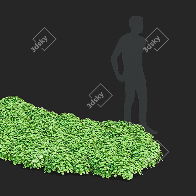 Pachysandra Terminalis 3D Model Kit 3D model image 3