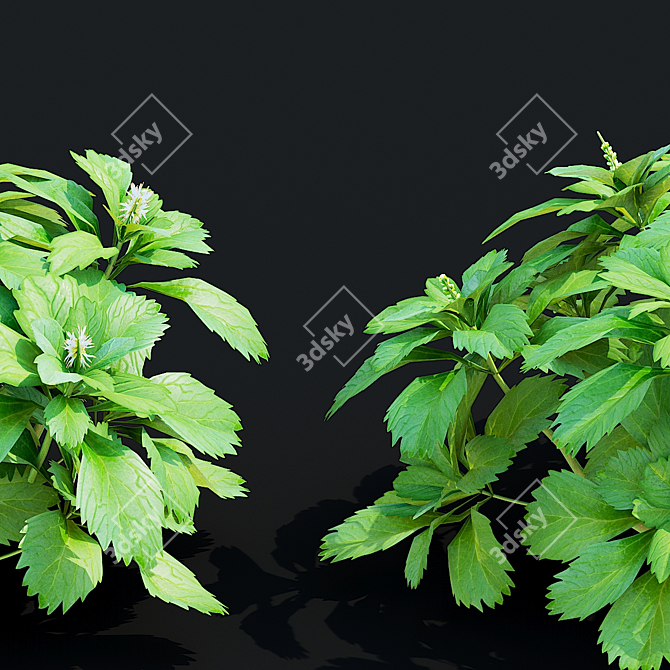 Pachysandra Terminalis 3D Model Kit 3D model image 4