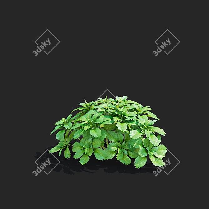 Pachysandra Terminalis 3D Model Kit 3D model image 6