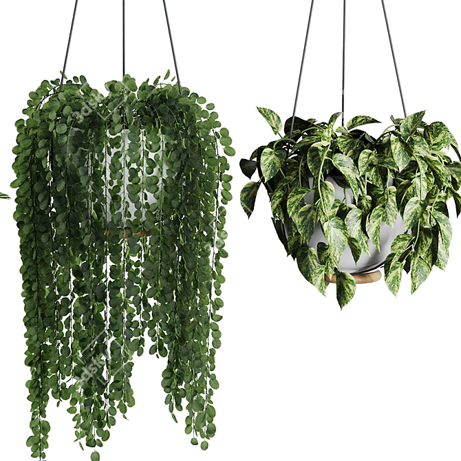 Modern Hanging Plant SetV3 3D model image 5