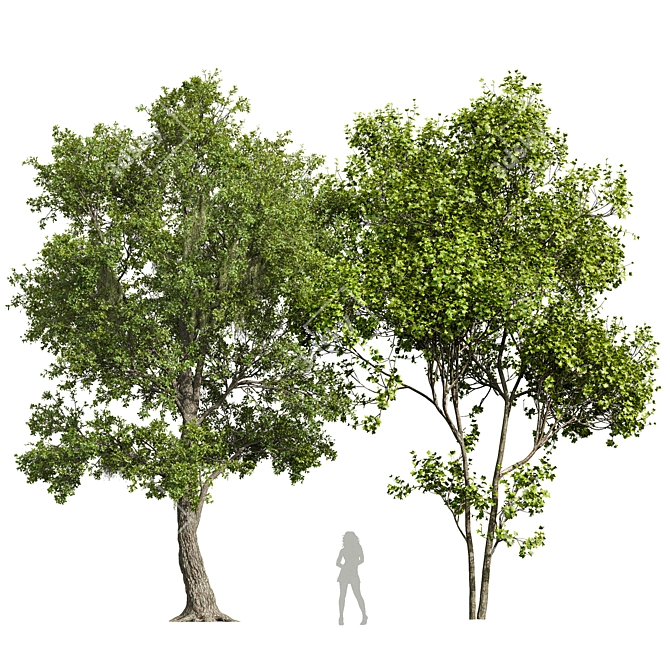  Majestic Angel Oak 3D Models 3D model image 1