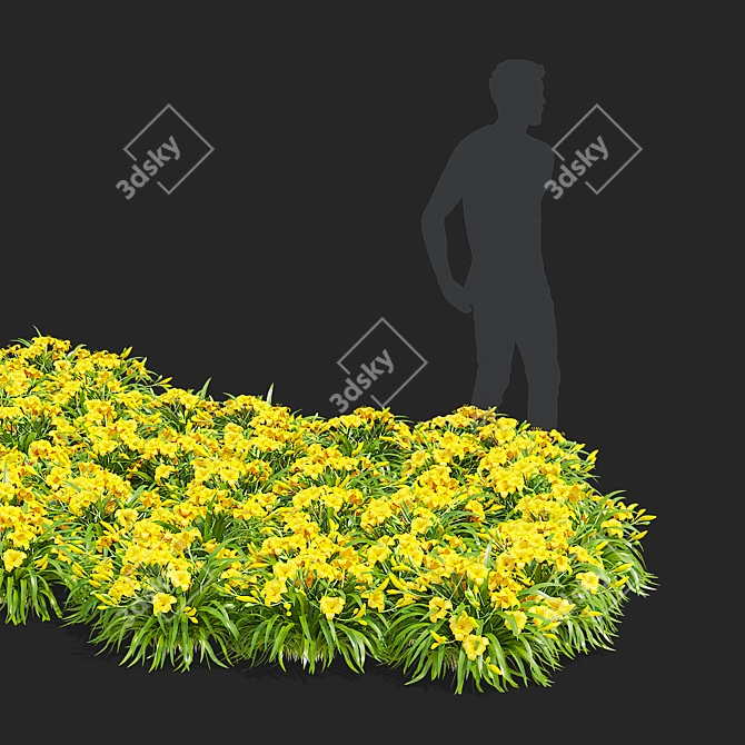 Stella De Oro Daylily Set 3D model image 3
