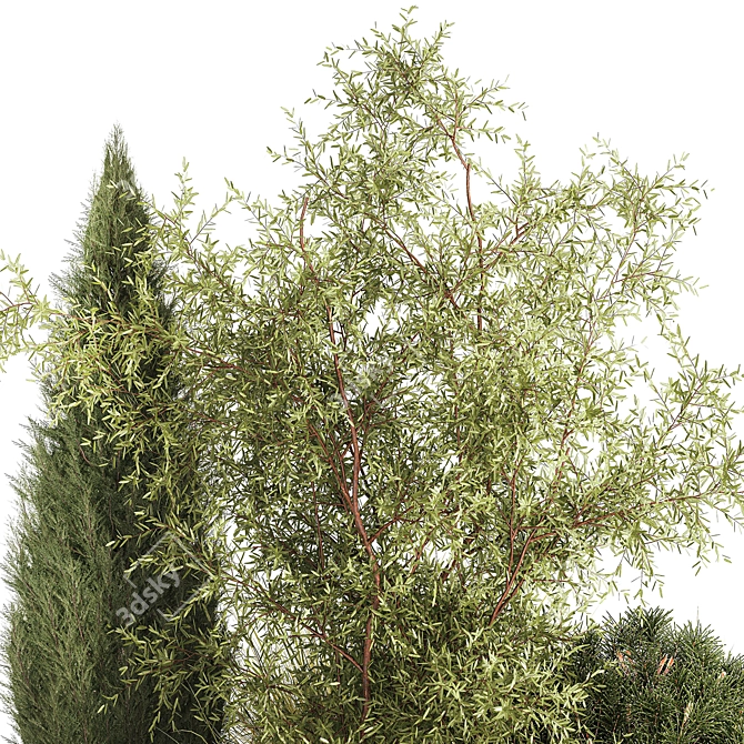 Decorative Tree & Shrub Collection 3D model image 6