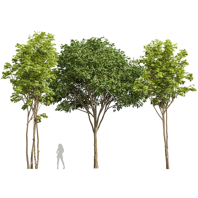  Diverse 3D Tree Models 3D model image 1