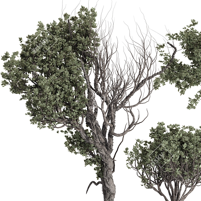 Olive Bonsai Tree Pottery Decor 3D model image 3