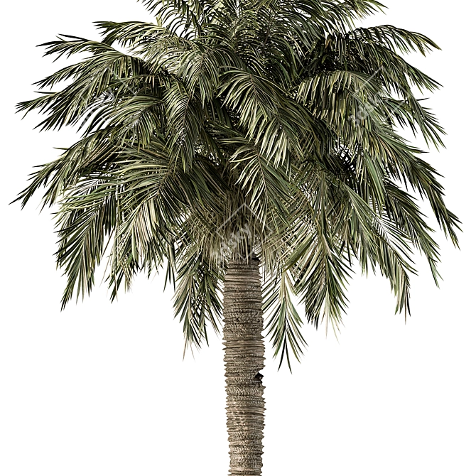 Royal Palm Trio Set 221 3D model image 3