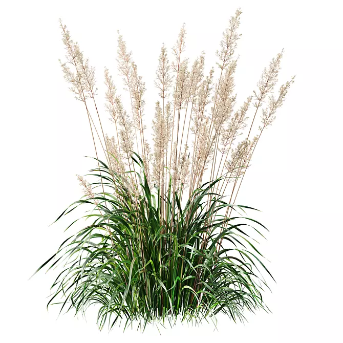 Mexican Feather Grass 3D Models 3D model image 2