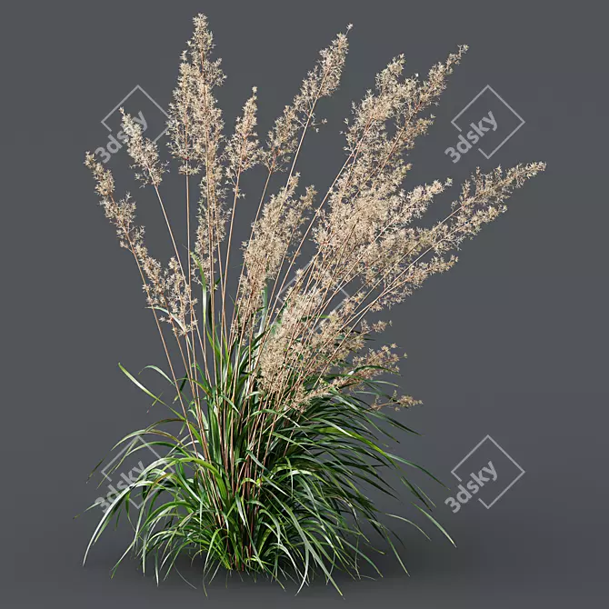 Mexican Feather Grass 3D Models 3D model image 3