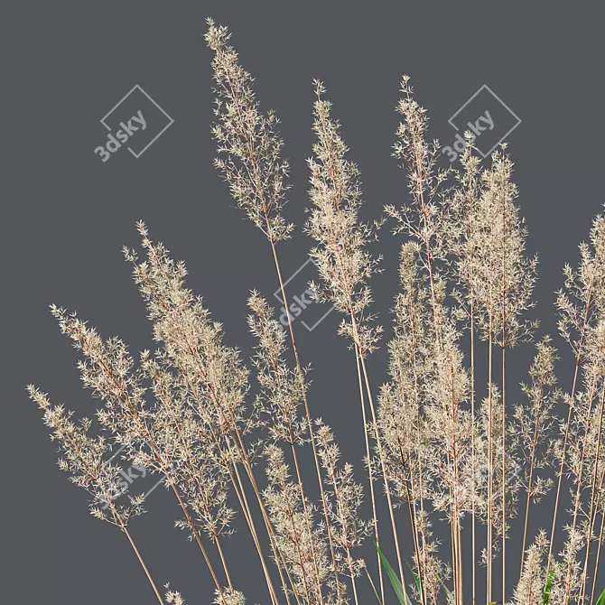 Mexican Feather Grass 3D Models 3D model image 4