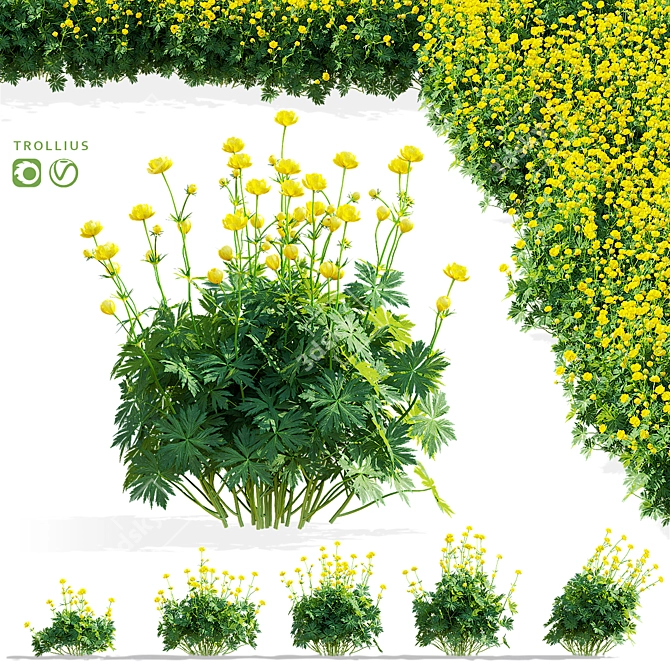 Trollius Flower Bundle | Floral 3D Models 3D model image 1