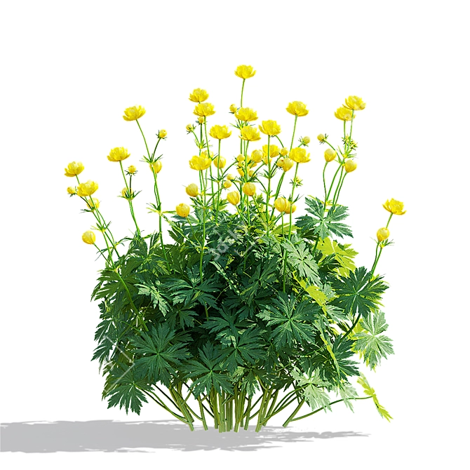 Trollius Flower Bundle | Floral 3D Models 3D model image 3