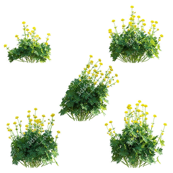 Trollius Flower Bundle | Floral 3D Models 3D model image 5