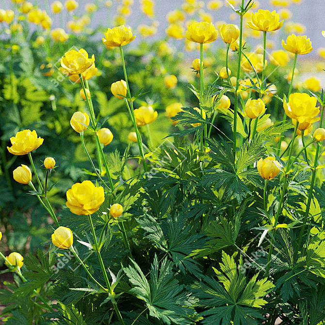 Trollius Flower Bundle | Floral 3D Models 3D model image 6