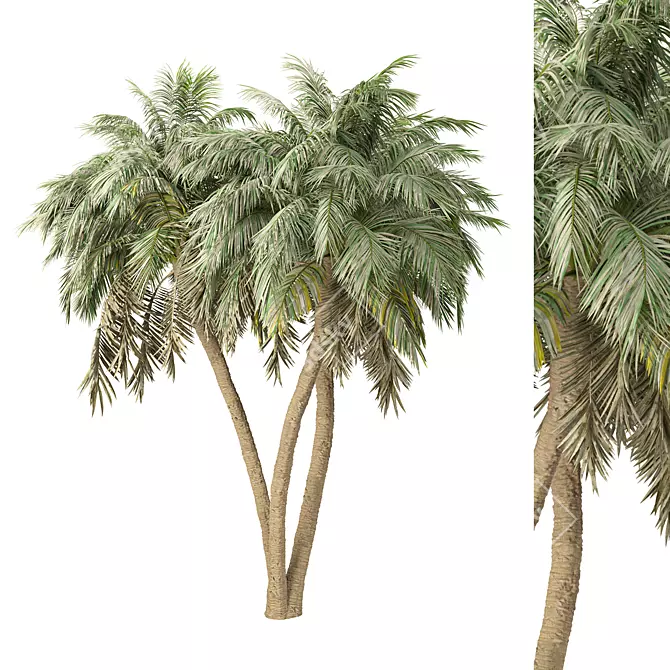 Tropical Palm Tree 3D Model 3D model image 1