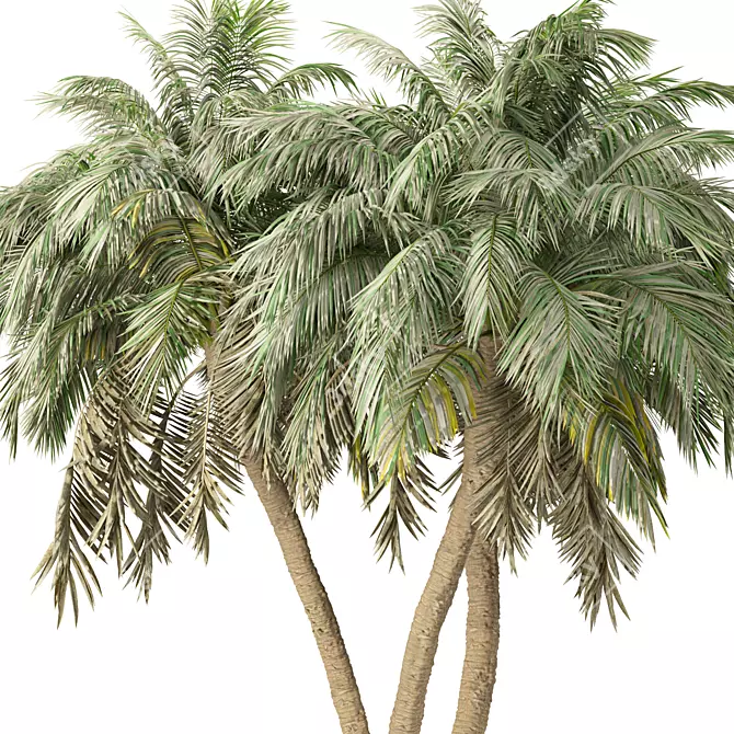 Tropical Palm Tree 3D Model 3D model image 2