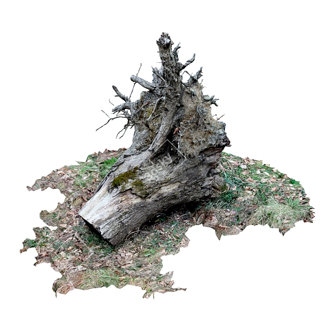 Vintage Tree Stump 3D model image 6