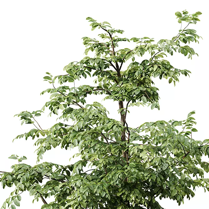 European Hornbeam Tree 3D Models 3D model image 3