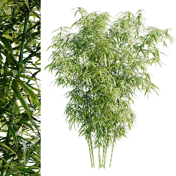 Bamboo Bush 3D Model HQ 3D model image 1