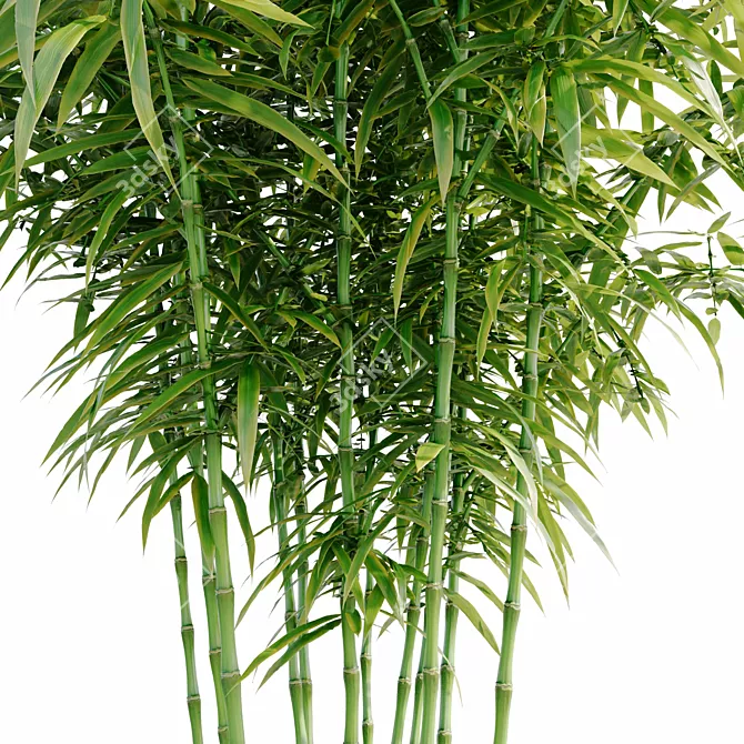 Bamboo Bush 3D Model HQ 3D model image 2