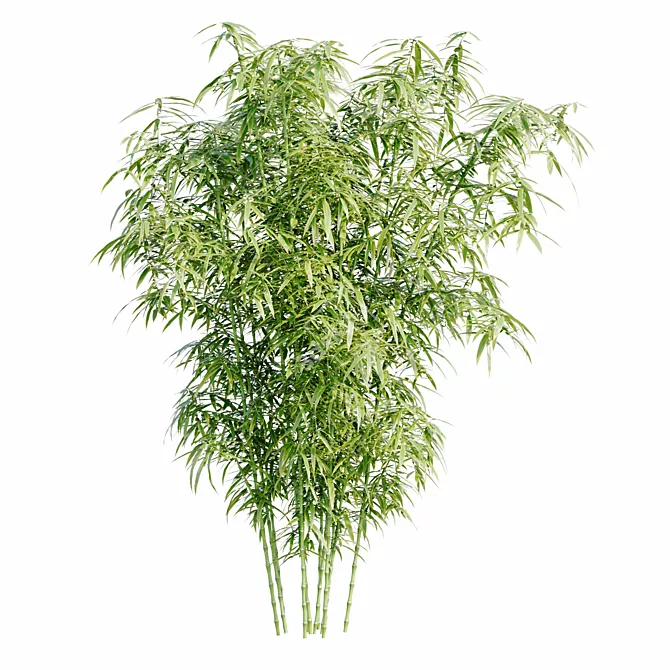 Bamboo Bush 3D Model HQ 3D model image 6