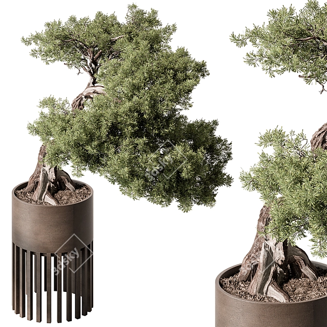 Bonsai Beauty: Indoor Plant 564 3D model image 1