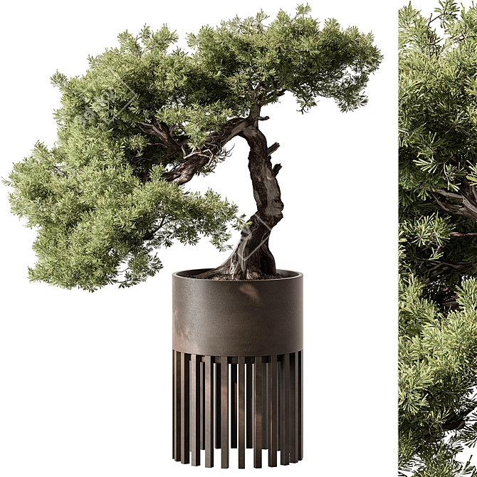 Bonsai Beauty: Indoor Plant 564 3D model image 2