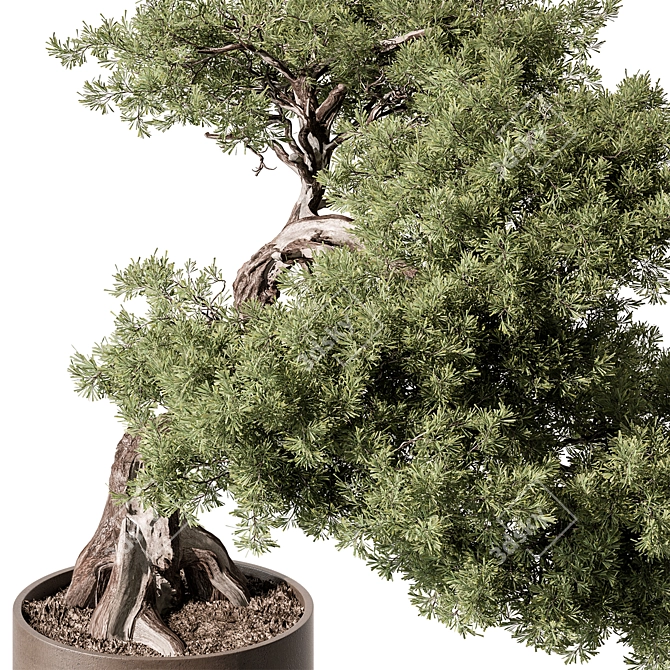 Bonsai Beauty: Indoor Plant 564 3D model image 3