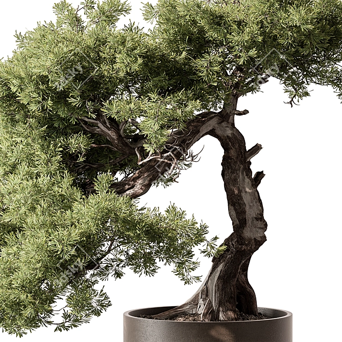 Bonsai Beauty: Indoor Plant 564 3D model image 4