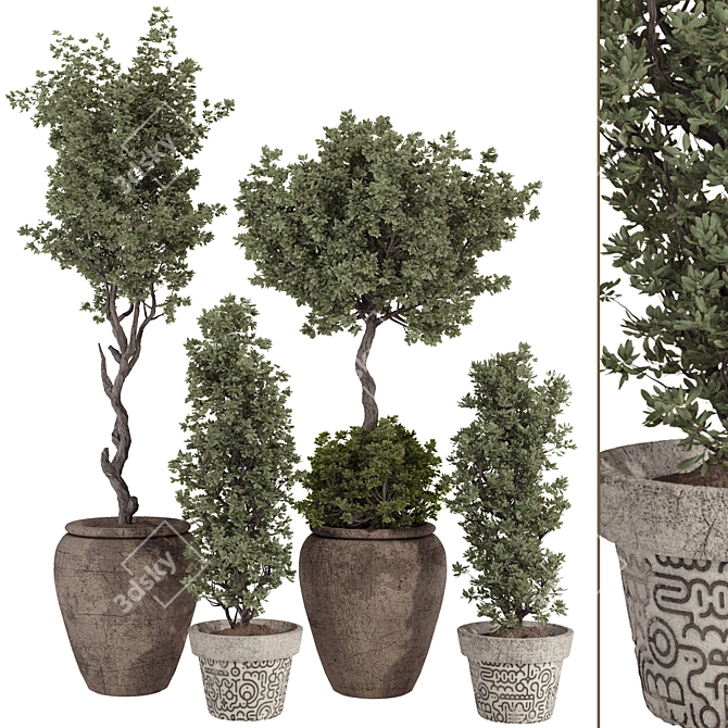 Bohemian Olive Bonsai Bush Pottery 3D model image 1