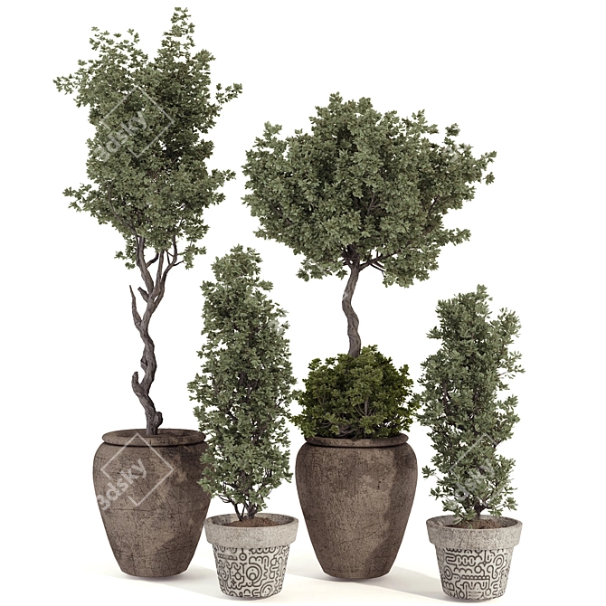 Bohemian Olive Bonsai Bush Pottery 3D model image 2