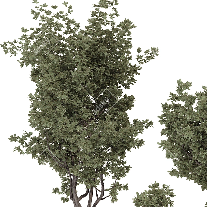 Bohemian Olive Bonsai Bush Pottery 3D model image 4