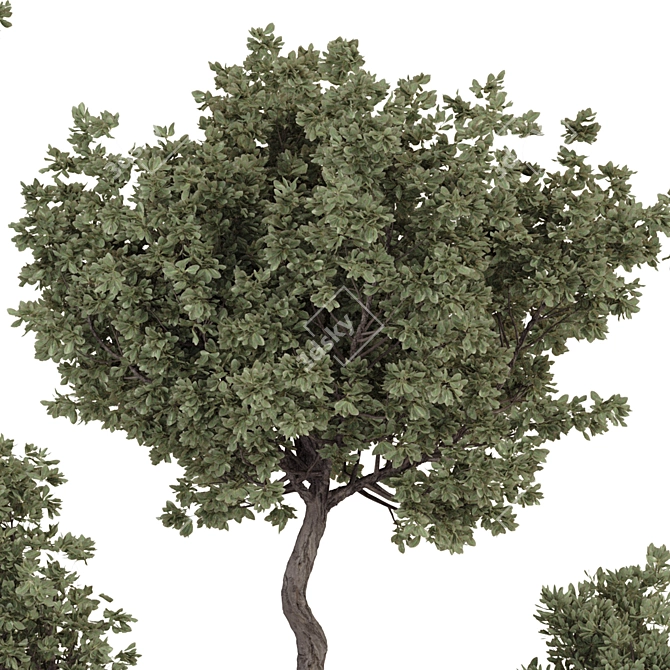 Bohemian Olive Bonsai Bush Pottery 3D model image 5