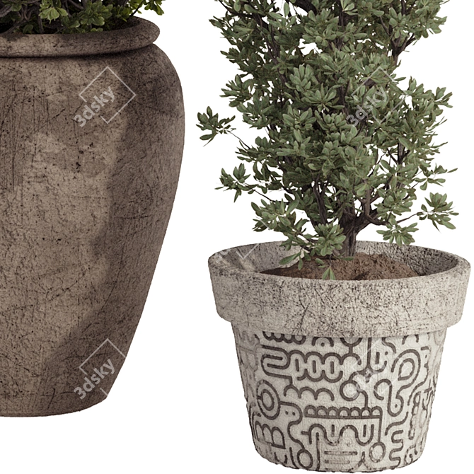 Bohemian Olive Bonsai Bush Pottery 3D model image 6