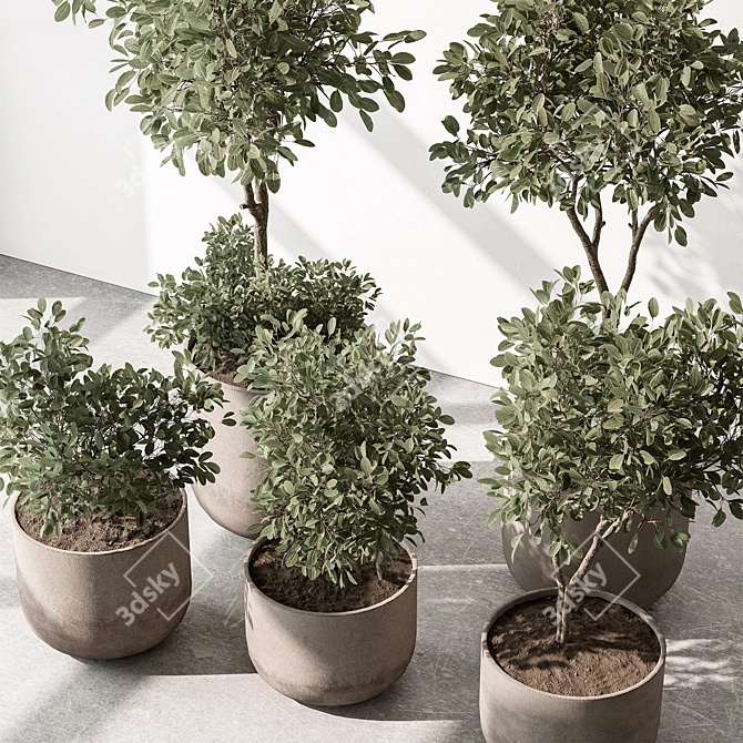  European Olive Indoor Plant 3D model image 2