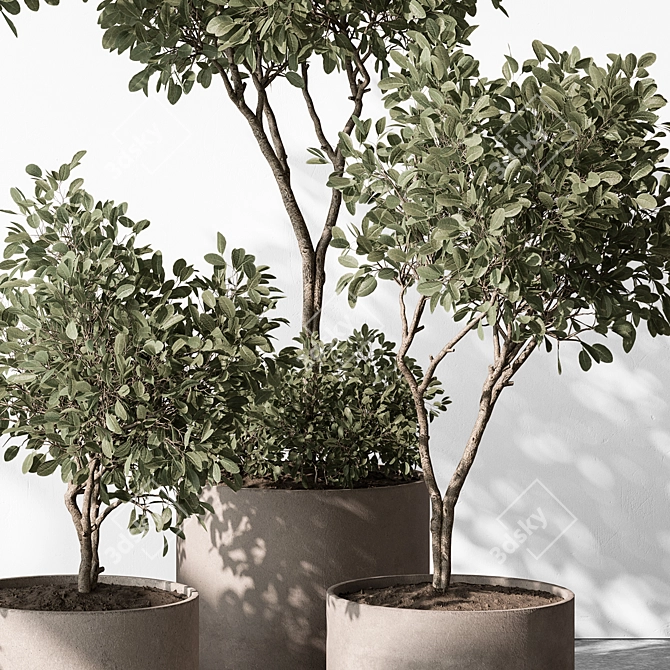  European Olive Indoor Plant 3D model image 3